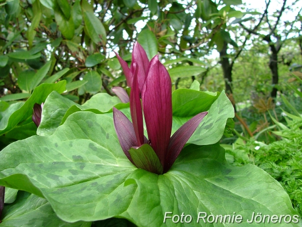 Trillium sessile